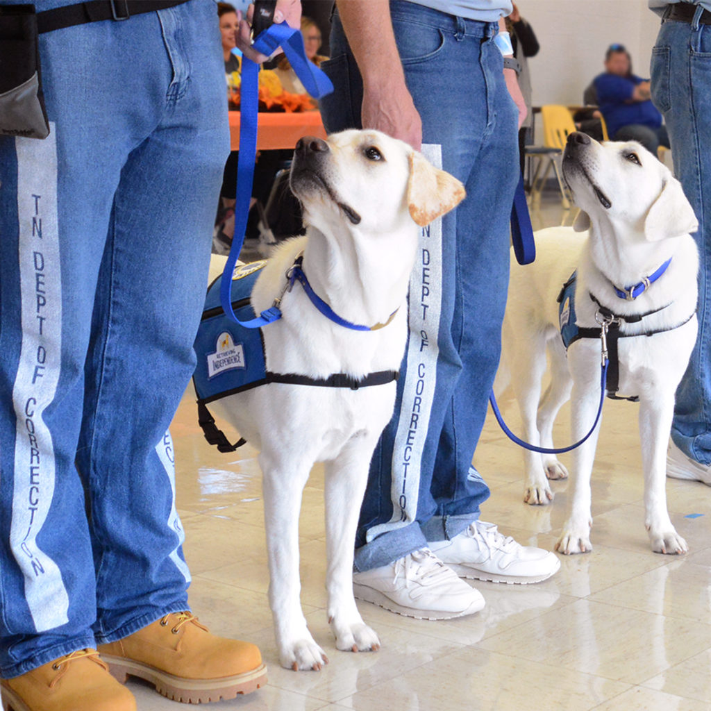 2 service dogs in vest and on leash, white labradors, look at their trainers. 3pairs of trainers' legs & shoes are visible.