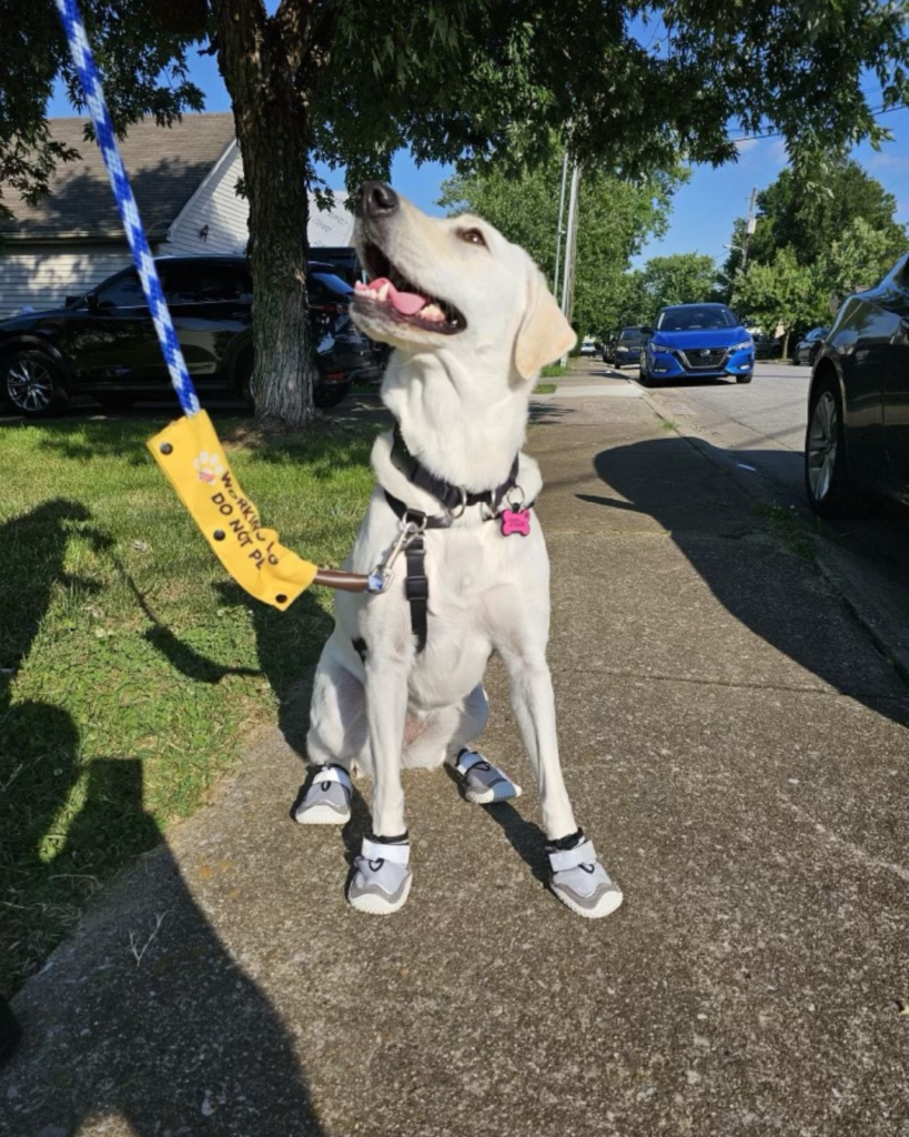 A young yellow labrador wears sneakers on a training walk. Read more to learn about Retrieving Independence.