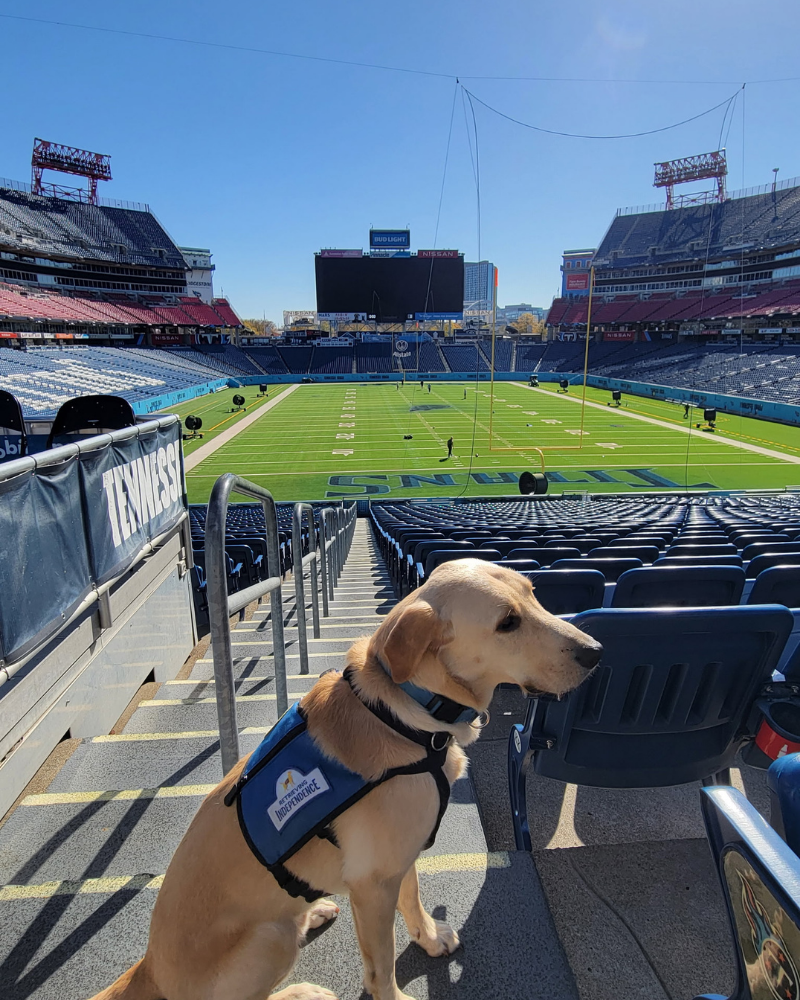 A yellow labrador in a blue service dog vest sits in the stands overlooking the Titans' football field.