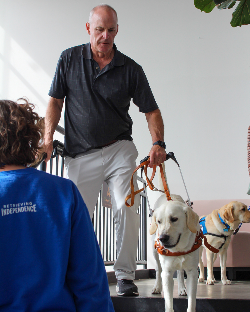 A white labrador wearing a leather walking harness assists a man down a set of stairs. The man is holding onto the railing with one hand and the dog's handle with the other hand. They are halfway through a step.