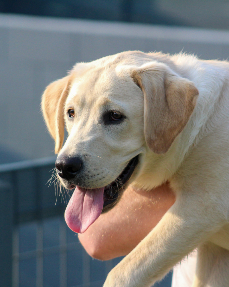 A happy yellow labrador puppy on an outing. Read more to meet our dogs and see their cute pictures!