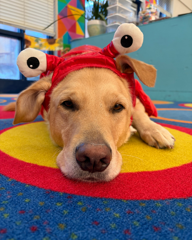 A yellow labrador lays on a carpet close to camera. He is wearing a lobster hat.