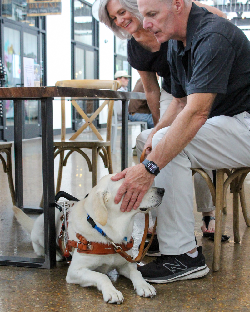 A man and woman are looking at a white labrador who is laying under a table. The man is sitting in a chair and the woman is leaning over his shoulder. The man is petting the dog on the head.