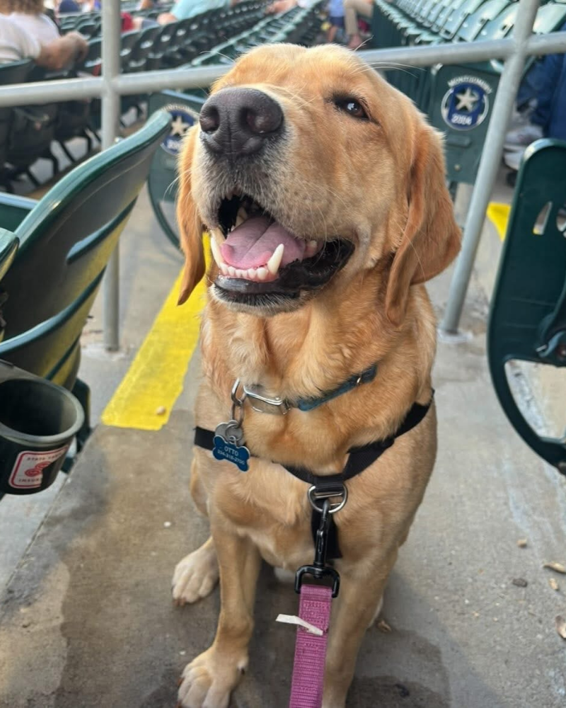 A reddish golden labrador sits at a baseball game in the stands.