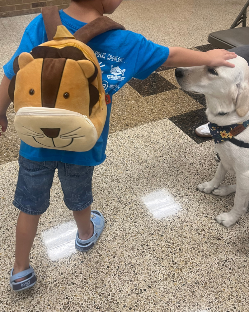 A young boy faces away from camera, wearing a backpack, pets a white labrador on the head. The dog is wearing a sunflower bandana.