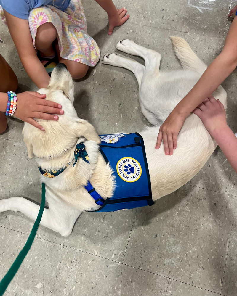 A white labrador in a blue facility dog vest is pet by 4 children who are off-camera.