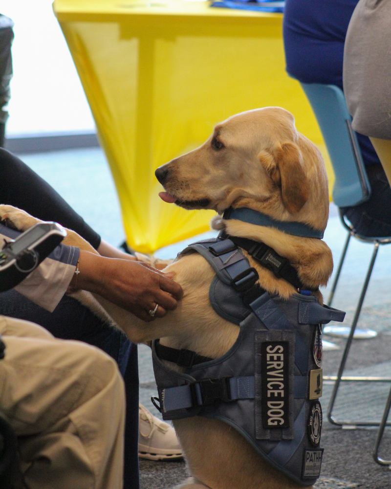 A yellow labrador in a blue service dog vest sits on his back two legs with his tongue out. His paws are in his client's lap, who is just off-camera, while the client pets the dog.