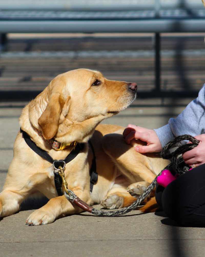 A golden labrador lays on a concrete surface and is pet by a person just off-camera.