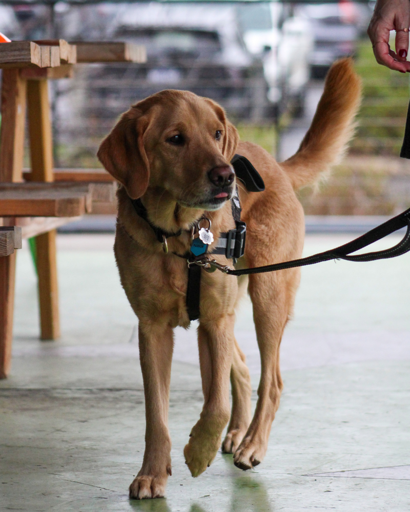 A golden retriever with reddish fur walks on a concrete surface. He is on leash, and his tongue is just barely poking out.