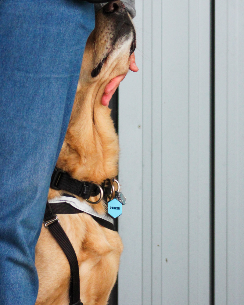 A close up shot of a golden retriever with red/orange fur leaning his head into a person's leg while they pet his chin. His name tag is displayed and is a light blue octagon that says "Parker".