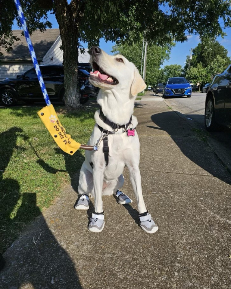 A white labrador sits on a sidewalk with dog booties on.