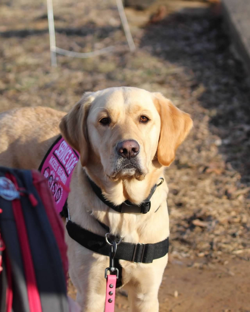 A golden labrador in a pink service dog vest looks into camera. A sun beam is falling over his face.
