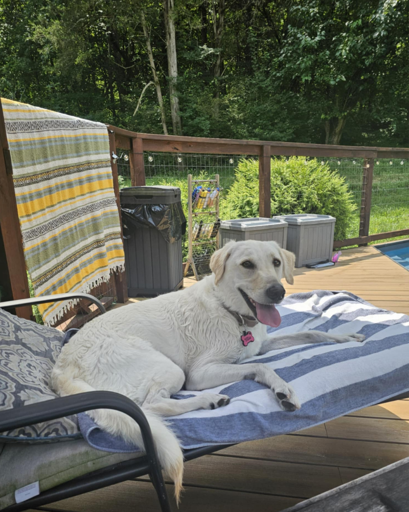 A white labrador is laying on a lounge chair next to a pool. She is a little wet and laying on a beach towel with her tongue out.