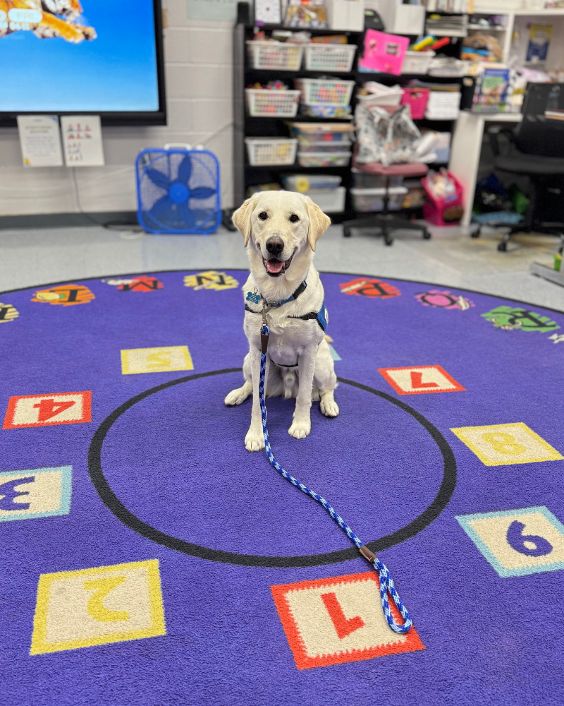 A white labrador in a blue service dog vest sits on a big purple rug with numbers on it. The dog is in a classroom, with a big smile on his face.
