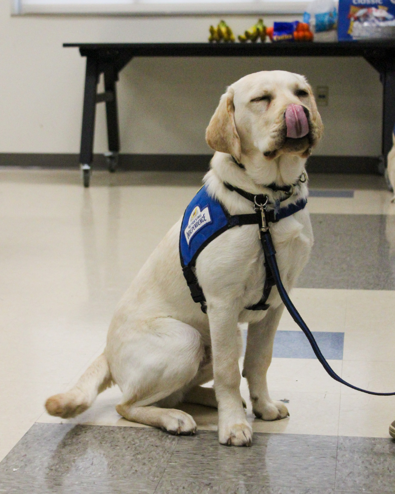A white labrador in a blue service dog vest sits facing the camera. His eyes are closed and he is licking his nose.