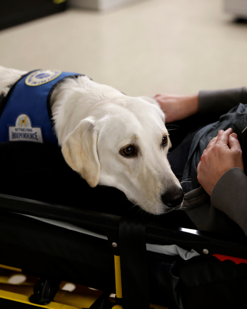 A white labrador in a blue service dog vest lays on the lap of a person laying on a gurney.