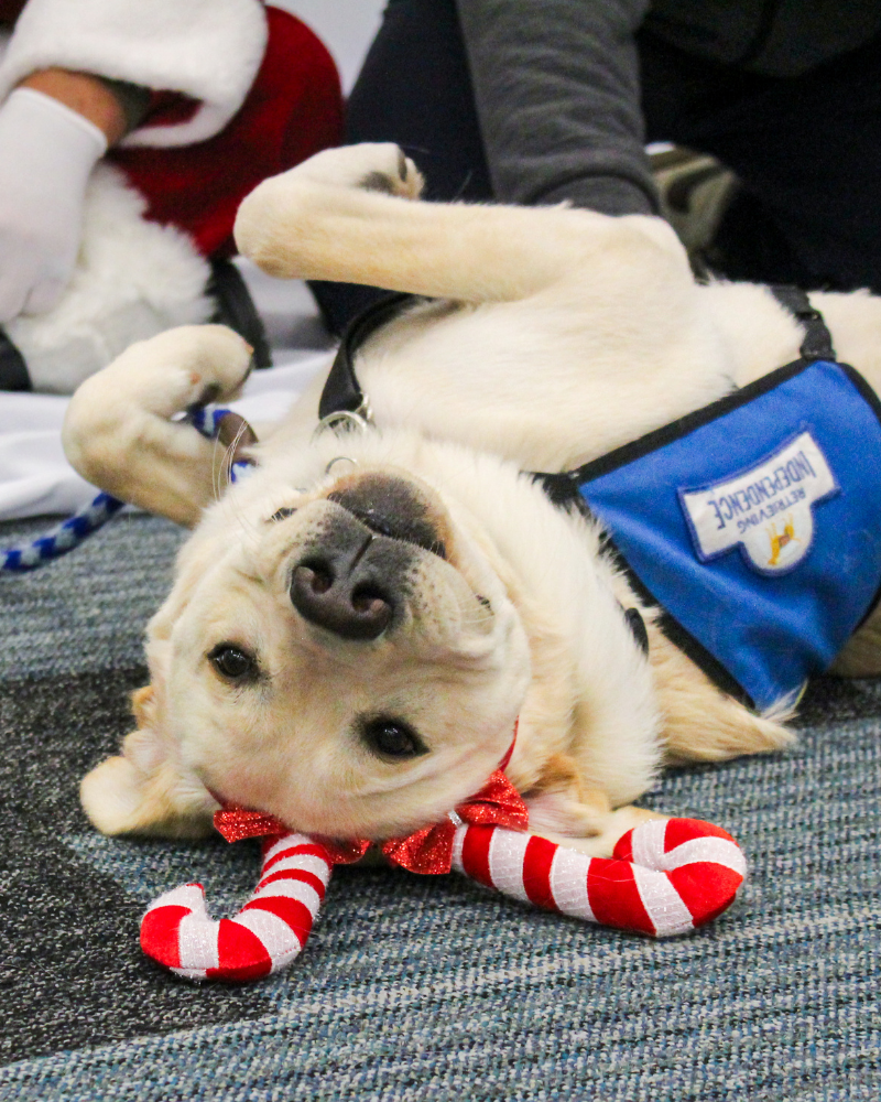 A white labrador in a blue service dog vest is rolled over, looking at the camera upside down. He is wearing a candy cane headband.