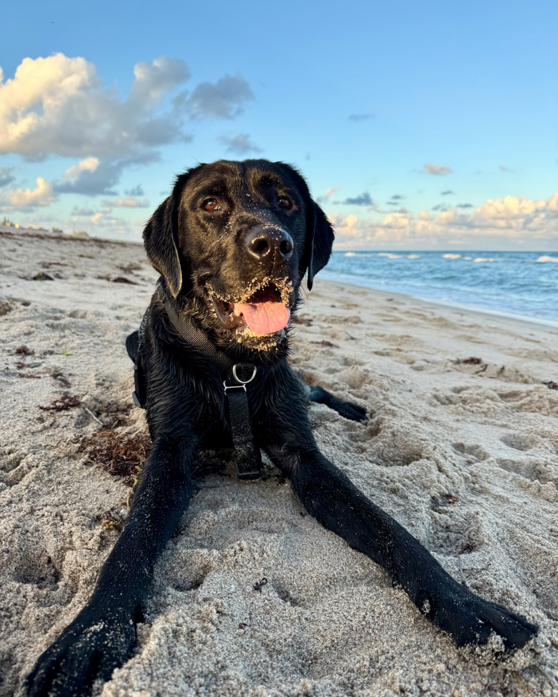 A black labrador is laying on a sandy beach. He looks happy.