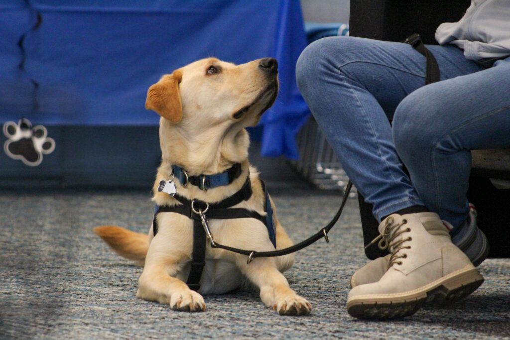 A yellow labrador retriever in a Retrieving Independence vest comforts looks to their owner for instruction. Please support us so we can change lives with confidence and compassion.